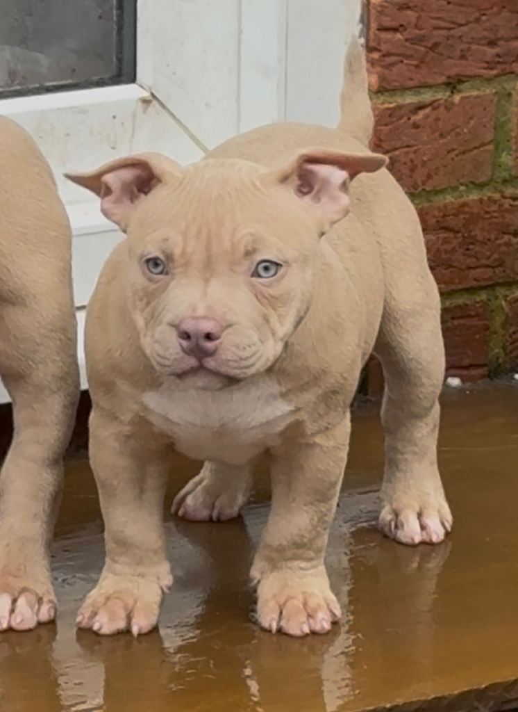 American Bully