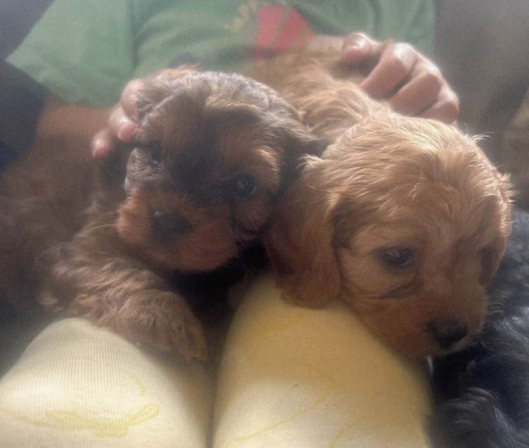 Cavapoo puppies
