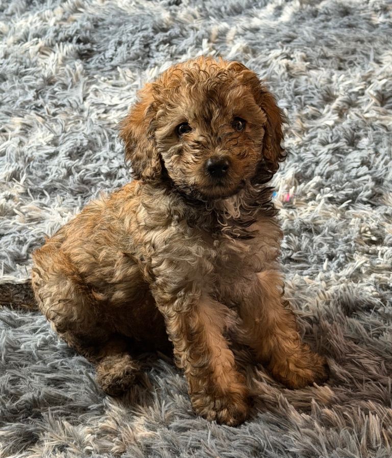 Beautiful Mini Toy Poodle Puppies 🐩🩶  Family Raised 🐾 Ready for Their Forever Homes