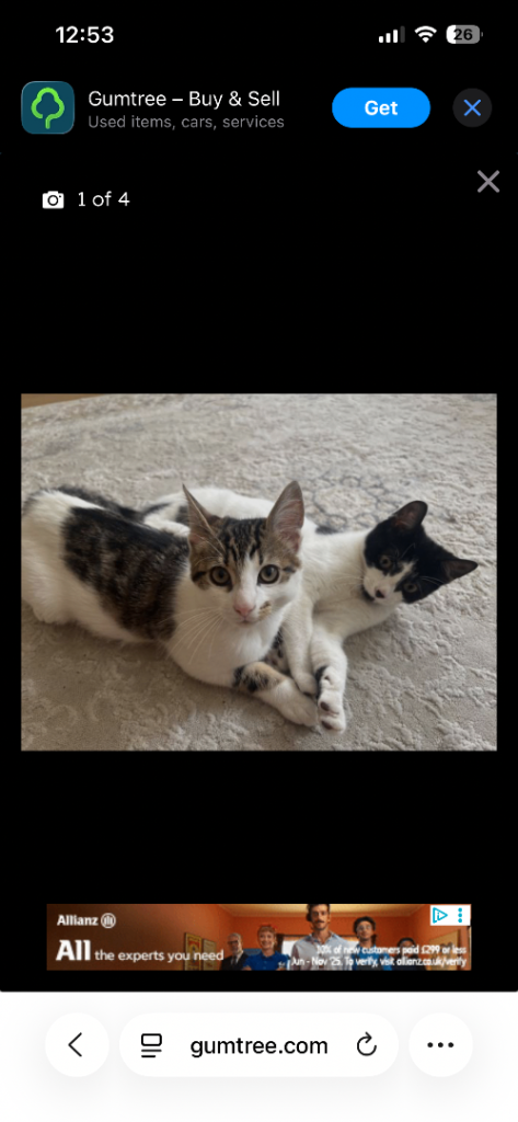 Two seven month old kittens 