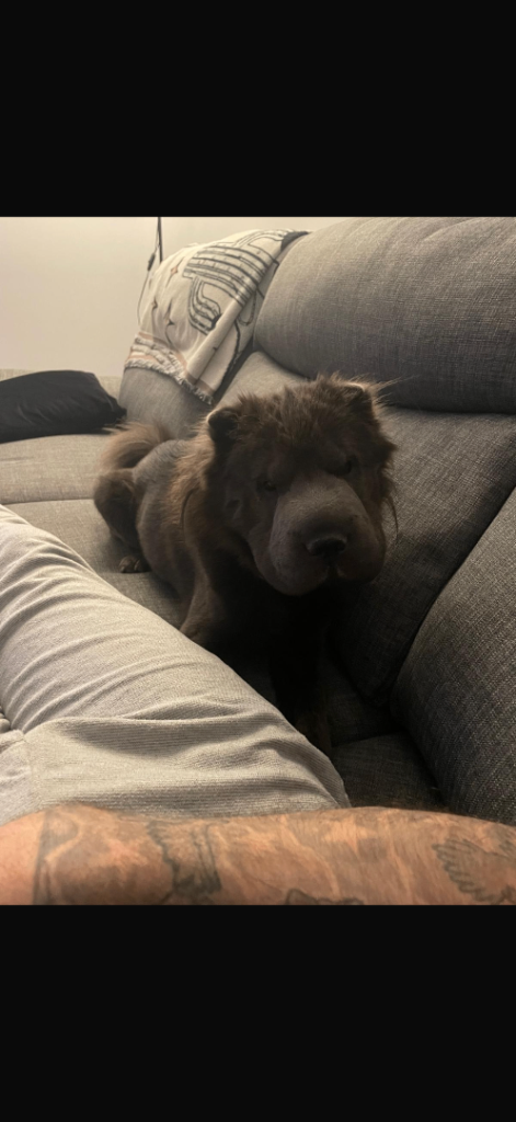 Bear Coat Shar Pei KC Registered 1 Blue girl - 1 flower boy 