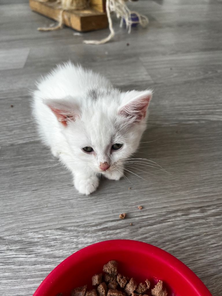 2 kitten ready to go 