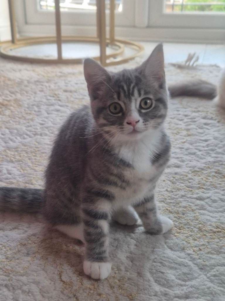 British short hair x ragdoll mix kitten 