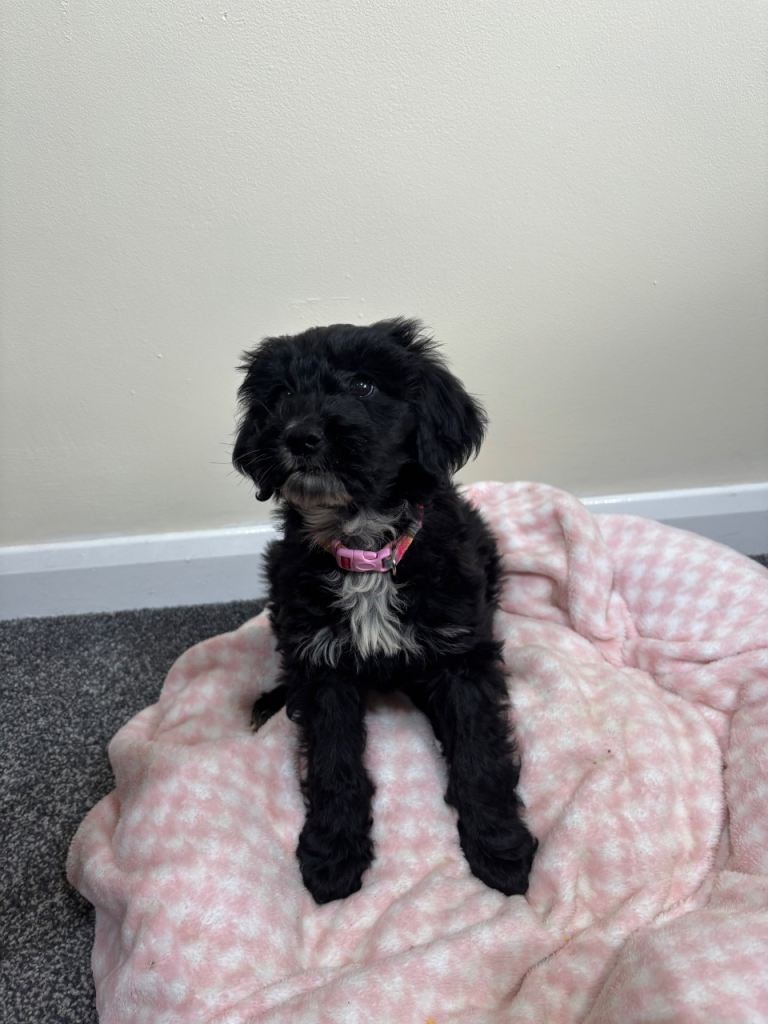 Cocker poo puppy 