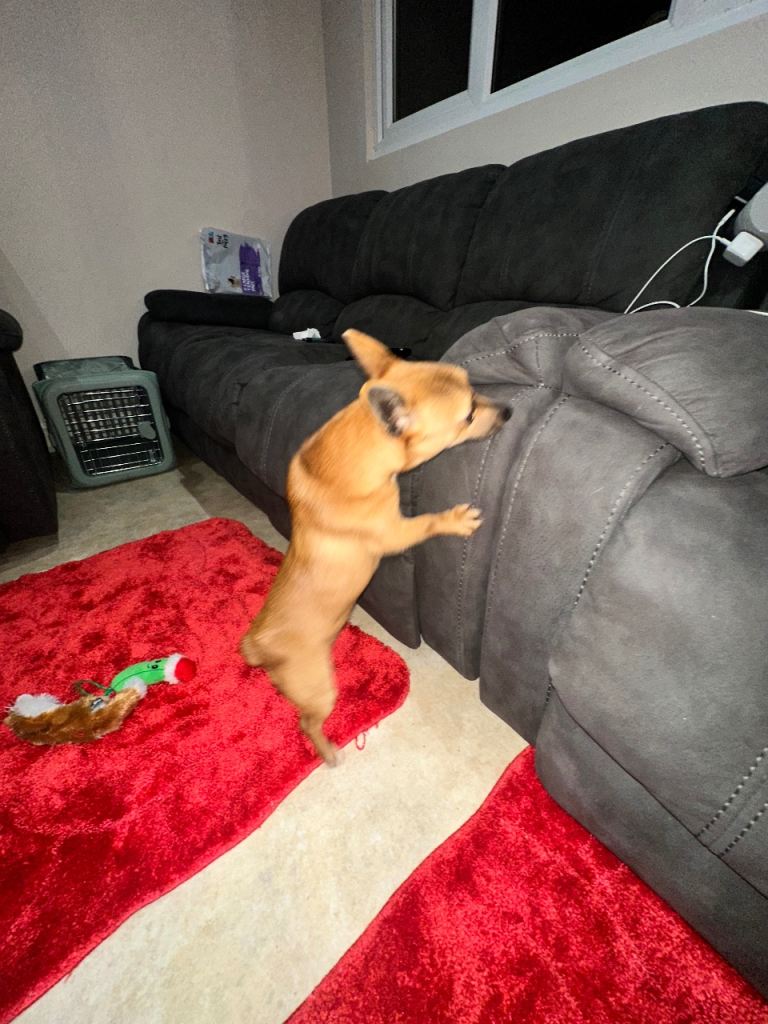 One year old chalky for sale make a lovely little lap dog she’s very sweet 