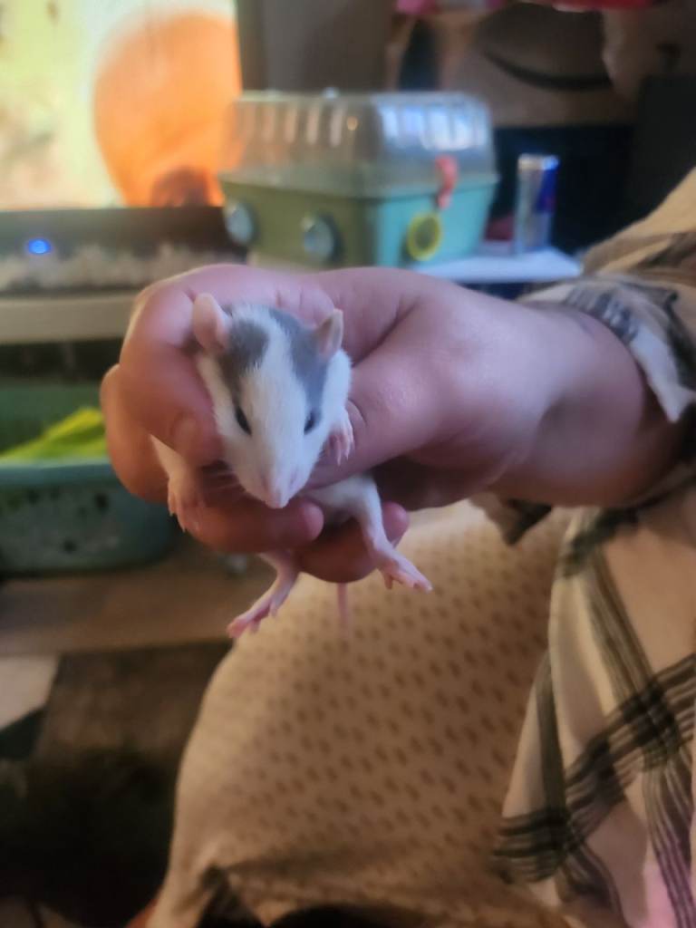 3 baby girls one is pure black n more babies on way 