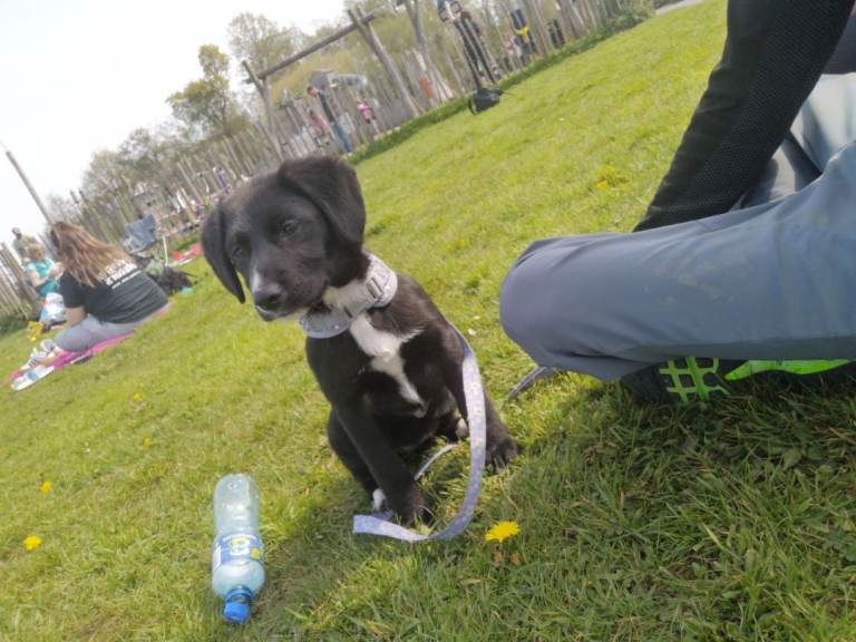 £150 today Collie cross lab  ( DO NOT MESSAGE AND WASTE MY TIME IF NOT INTERESTED) 