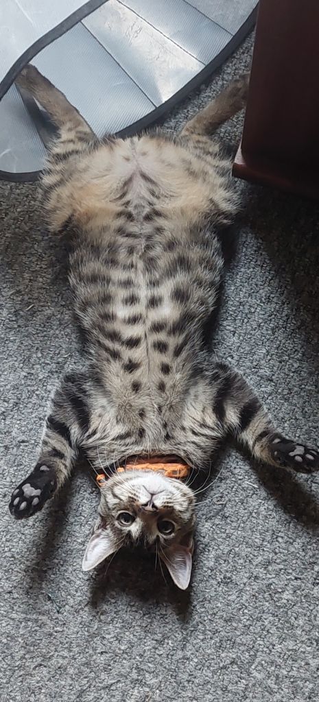 3/4 Bengal kittens