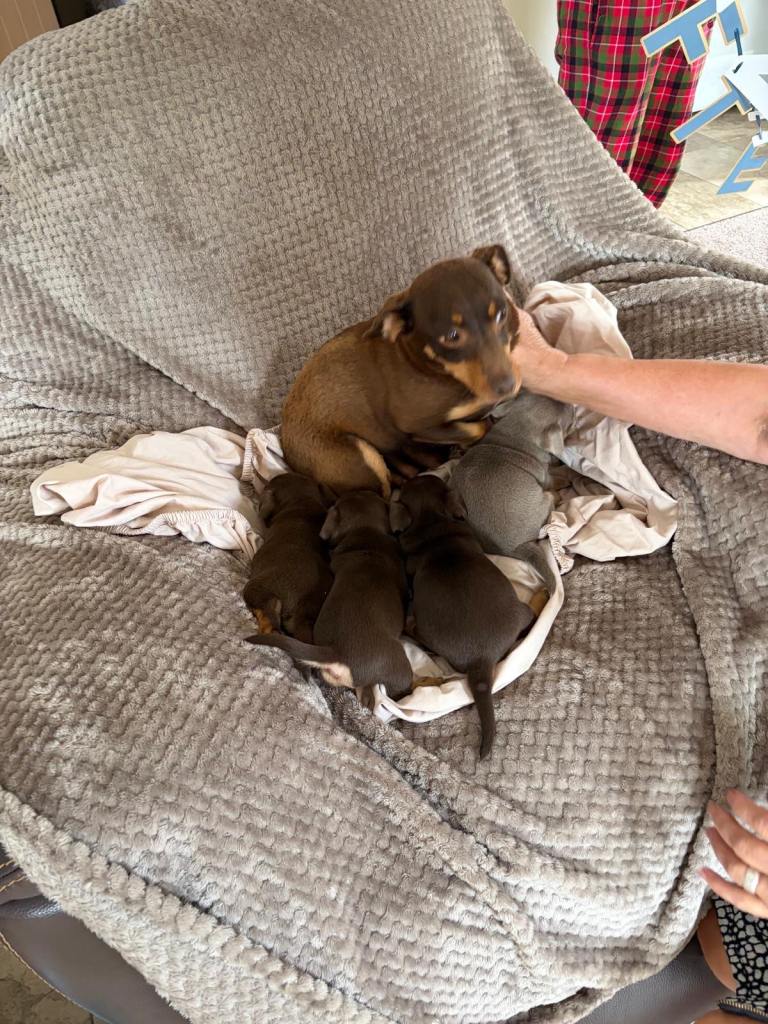 Jack Russell Puppys 