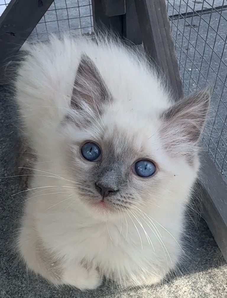 Ragdoll kitten LAST ONE 
