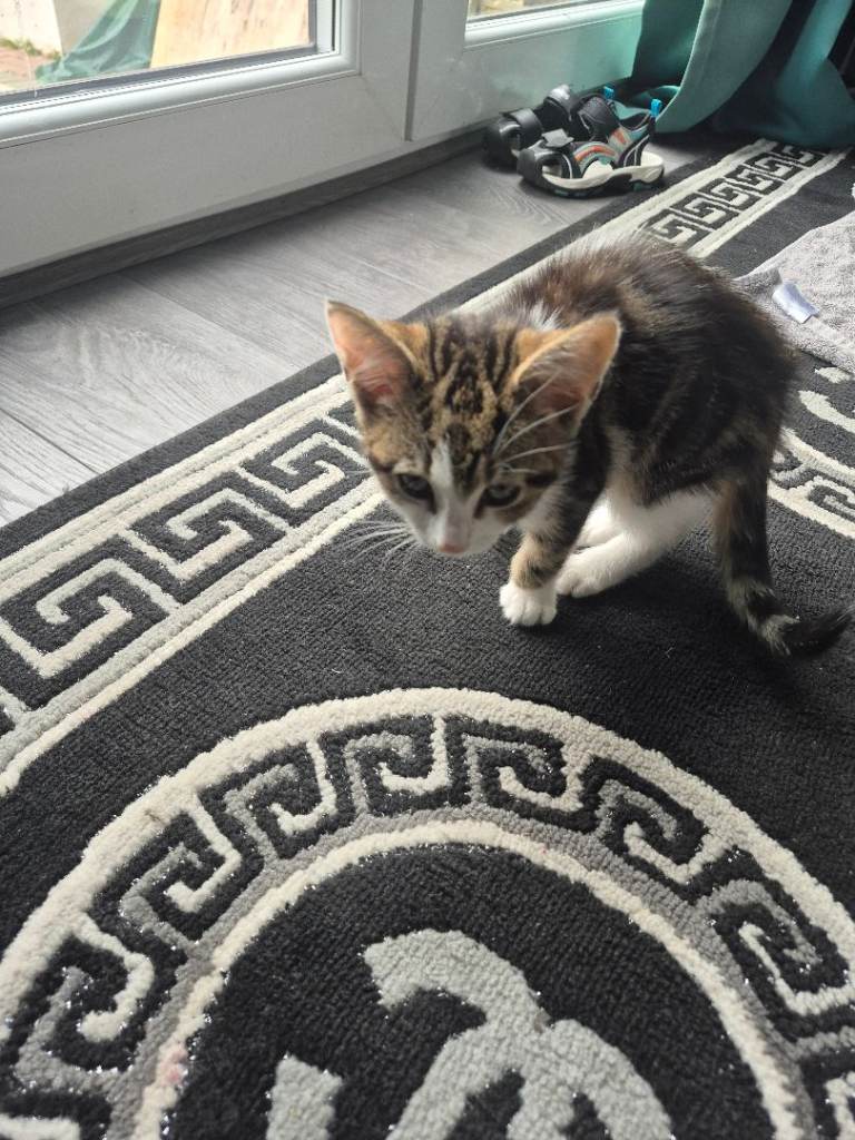 Kitten