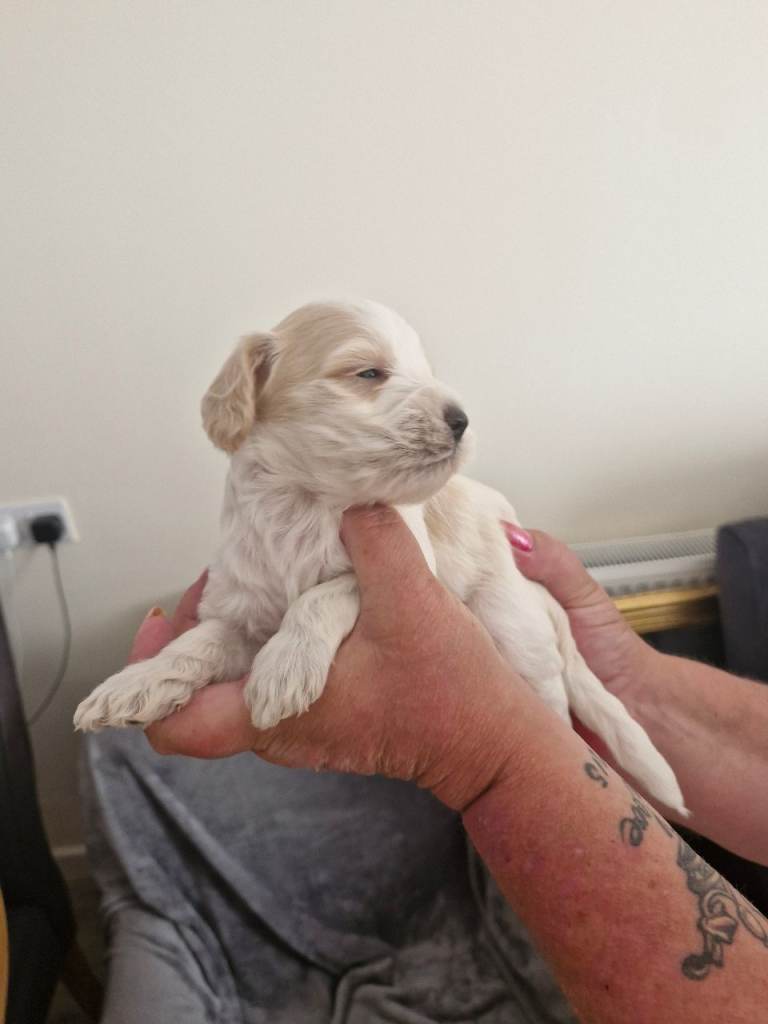 Stunning f2 Cockpoo puppies for sale