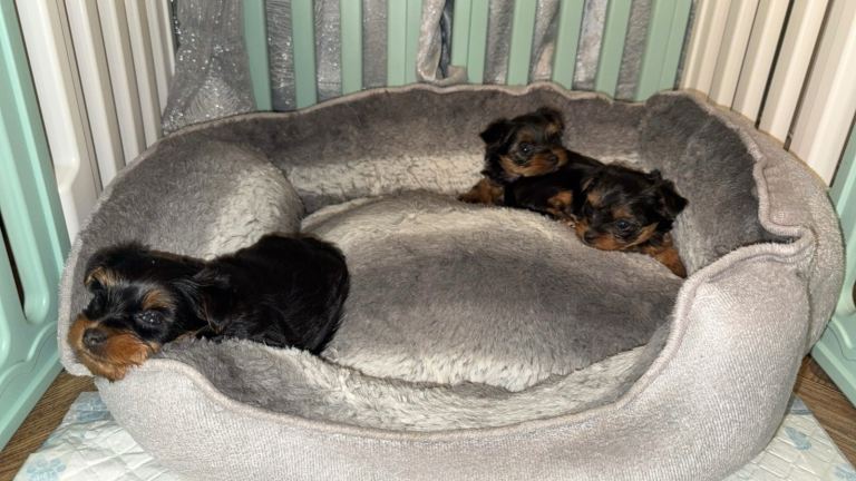 Stunning miniature Yorkshire terrier puppies 