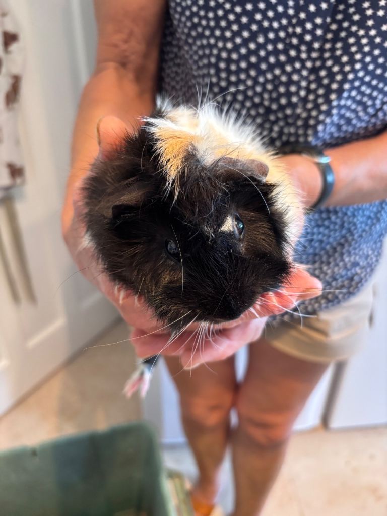 Male Guinea pigs 