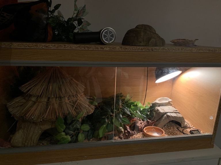 Corn snake female   COLLECTION ASAP