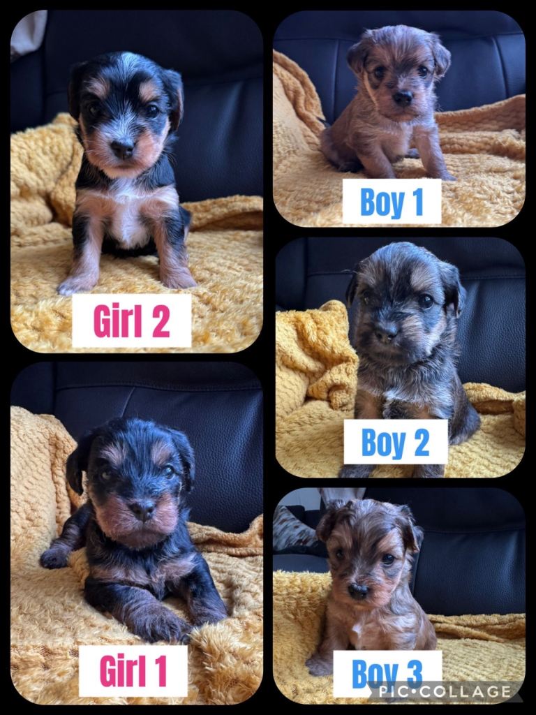 5 beautiful puppies for sale ( Lhasapoo x Yorkshire terrier) 