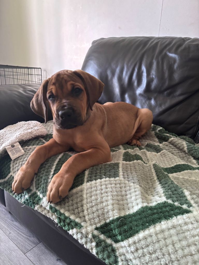 URGENT LAST FEMALE LEFT!!!! Great Rottie (Dane Weiler) Puppies