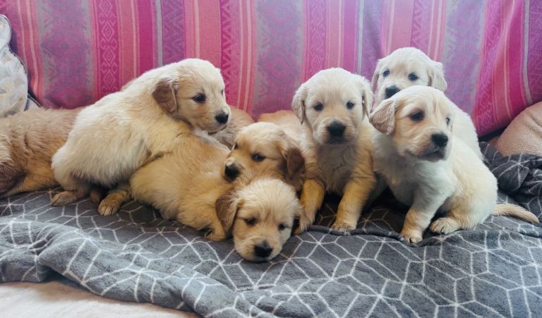 Golden retriever puppies 