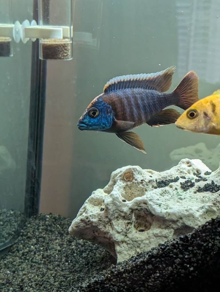 Large male aulonacara (approx 4-5 inches)