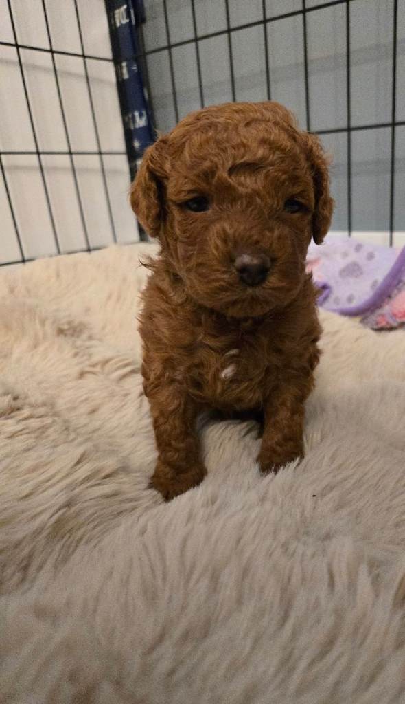 TOY X MINIATURE POODLE PUPPY-RED