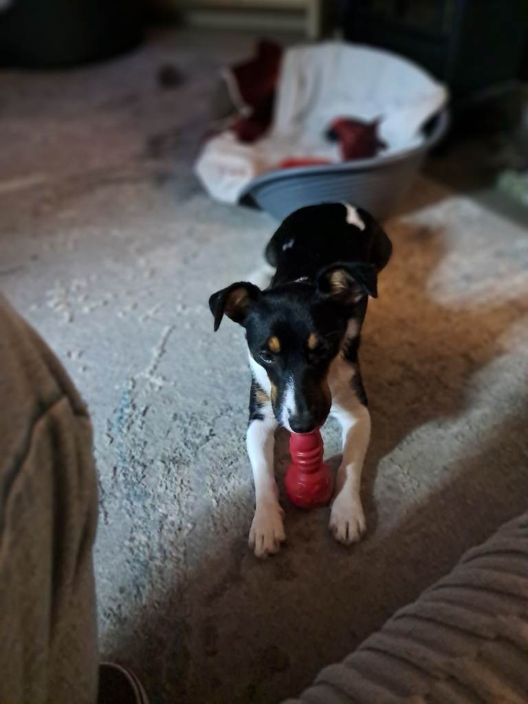 Jack Russel for sale