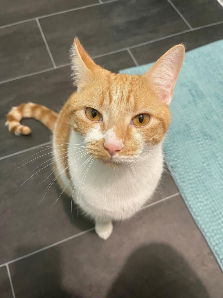 2 Cats for Rehoming