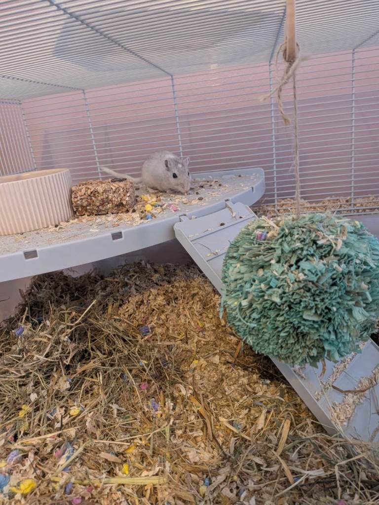 2x 11 month old healthy and friendly male gerbils come with cage and accessories £40 ono 