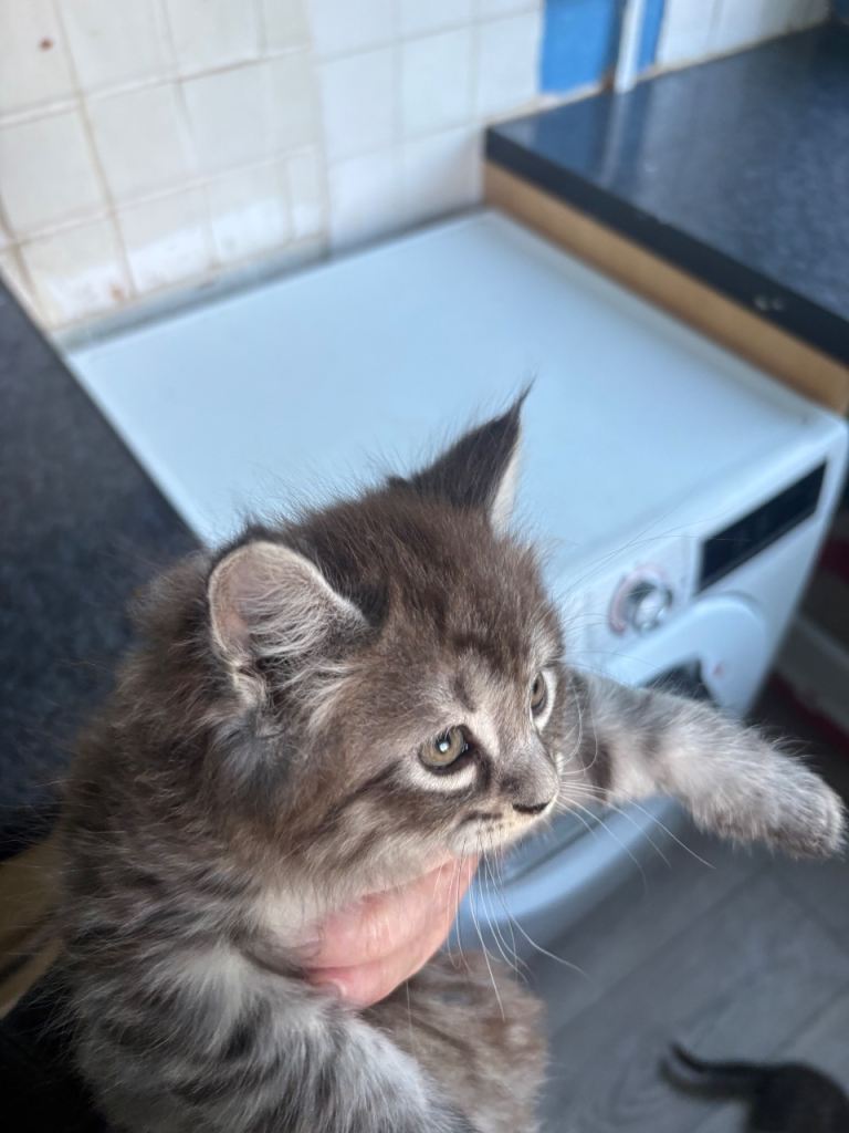 Mainecoon