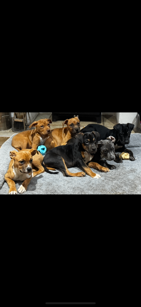 image for Cane Corso Cross 5 Puppies Available 
