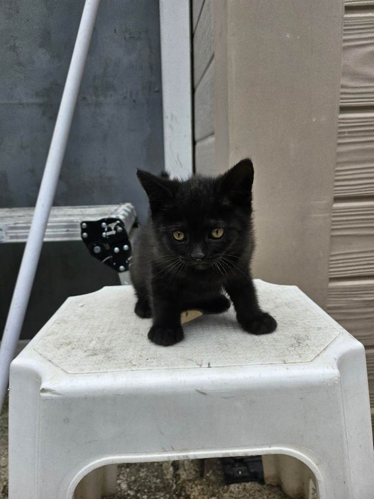 Black Kitten beautiful Boy