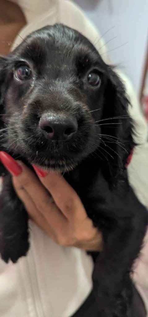 2 black cocker spaniel puppies 