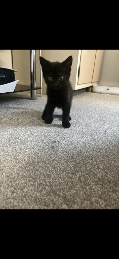 Kittens