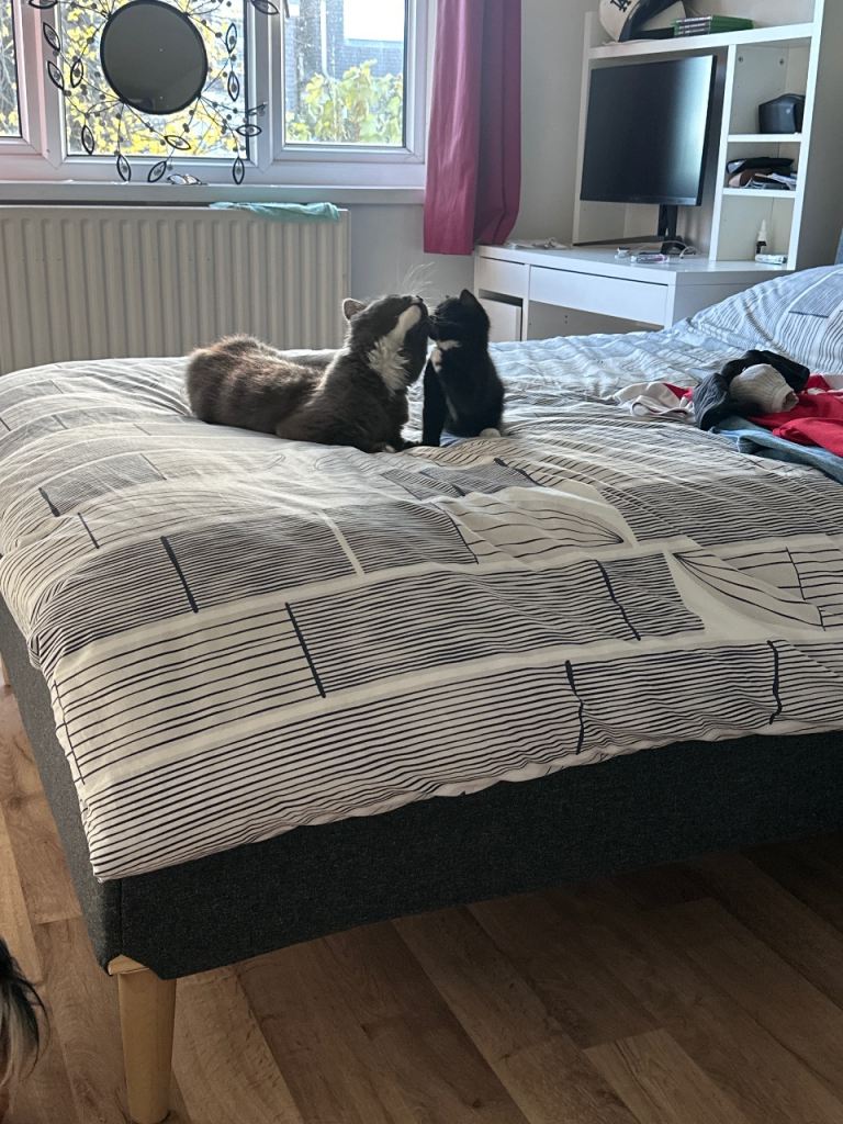 💔 URGENT: Loving Homes Needed for Two Beautiful Female Cats 💔