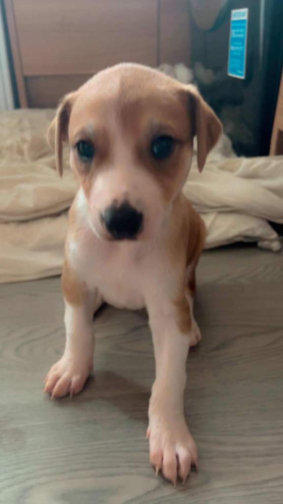 Lurcher pup 1 male pick of the litter