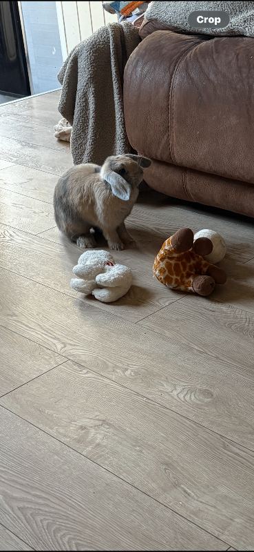 2 female mini lop rabbits 6 months old