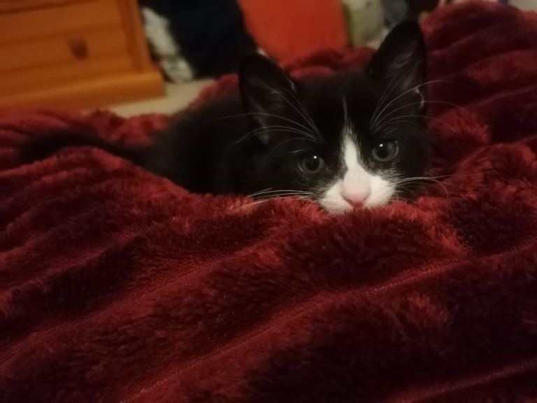 Super fluffy and loving male kitten