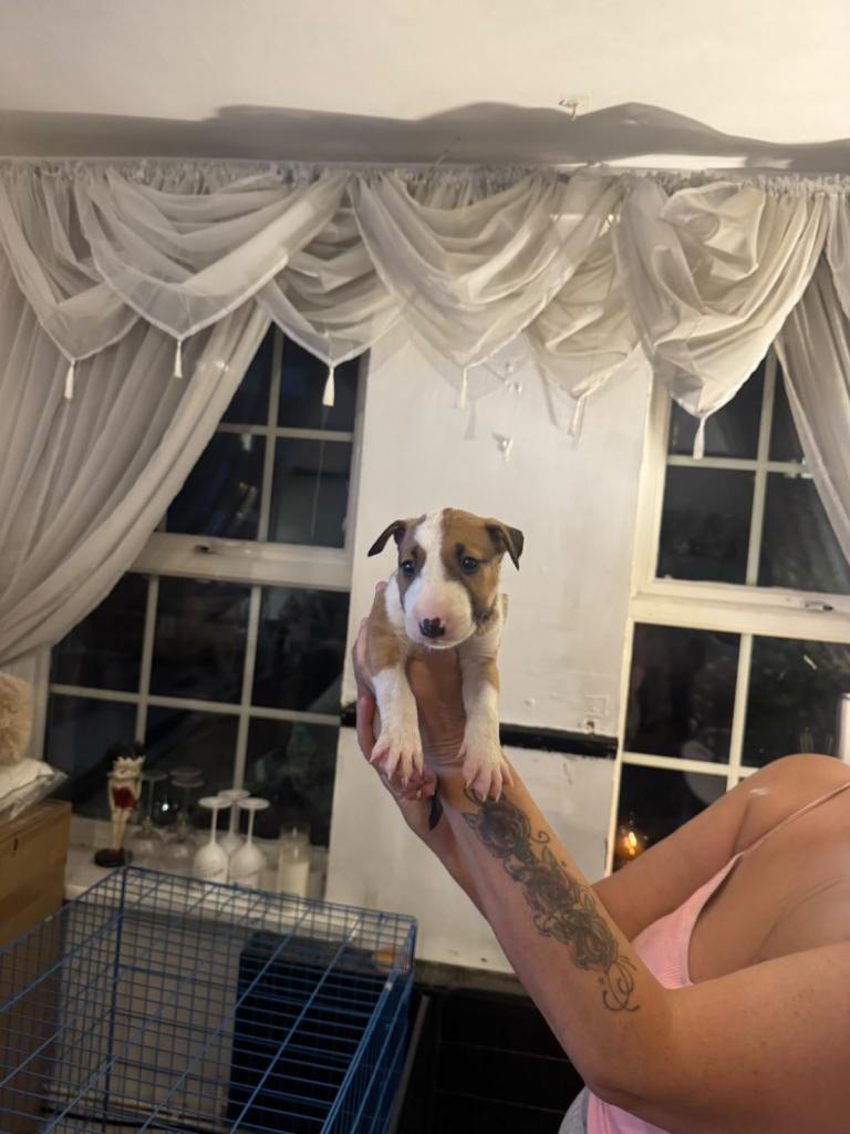English bull terrier puppies 