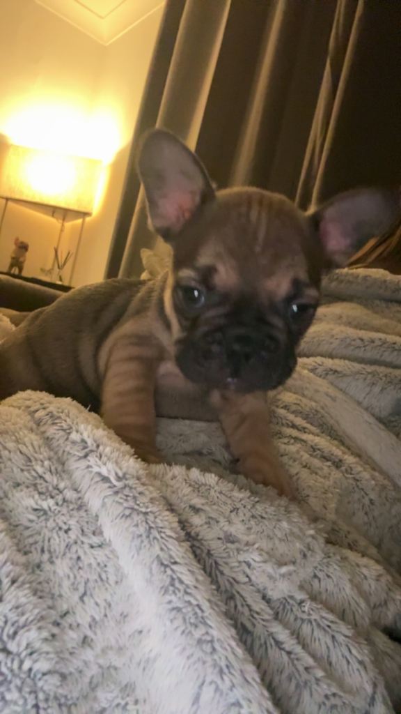 Gorgeous Male French Bulldog Puppies