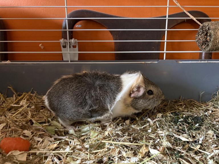 Male and Female Baby Guinea Pigs