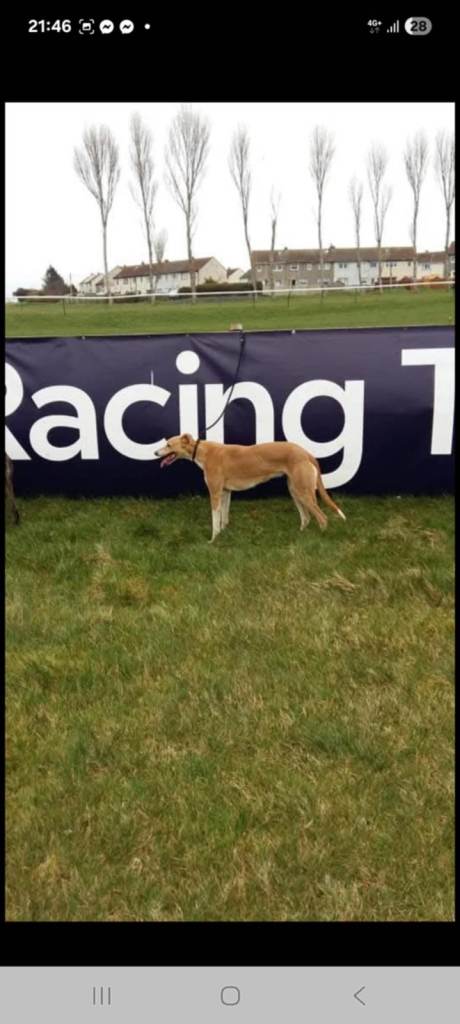 Lurcher pup 1 male pick of the litter
