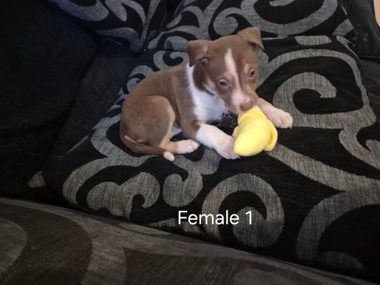 Mixed puppies looking for new forever homes