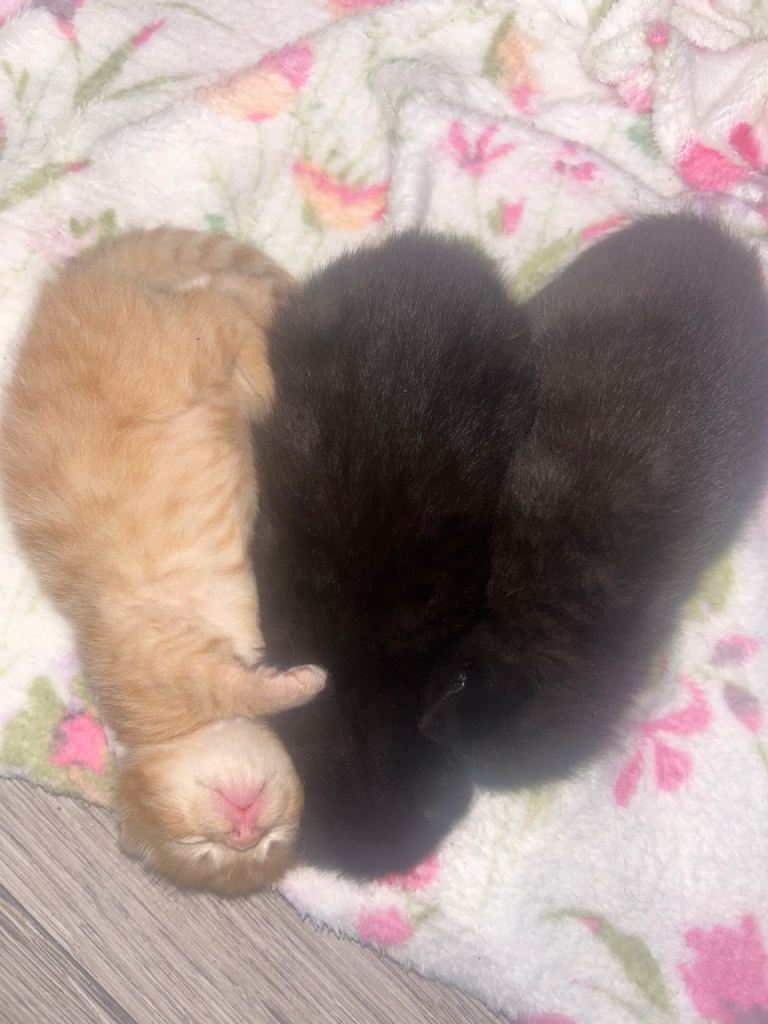 Two black male & female kittens 