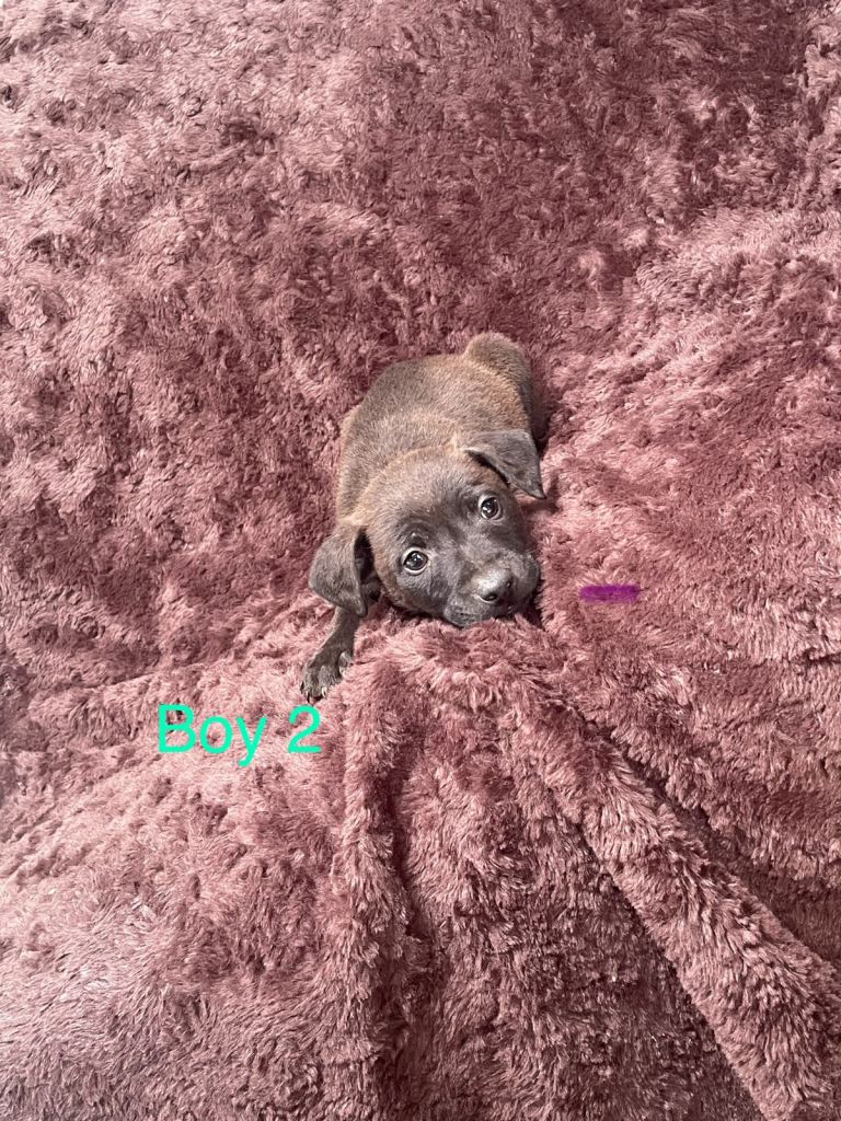 5 Patterdale puppies 