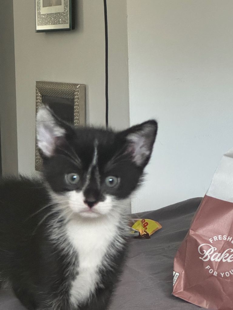 Kittens