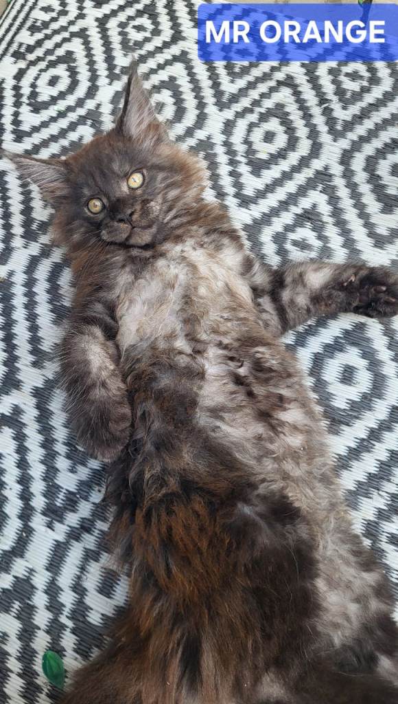 PEDIGREE MAINE COONS 