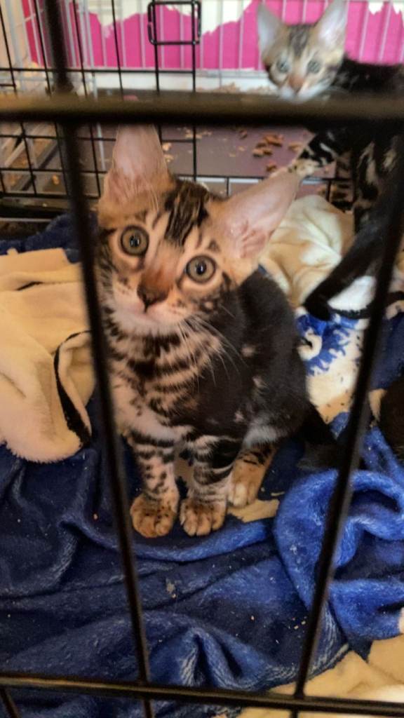 Bengal kittens - ready now 