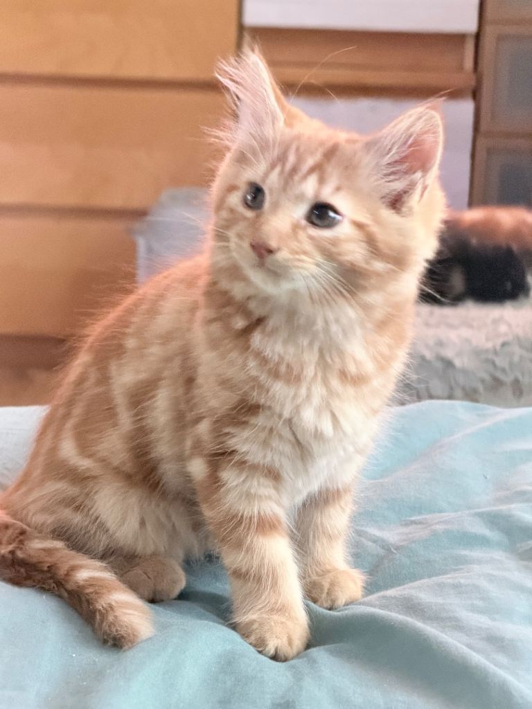 Fluffy kitten 8 weeks old 