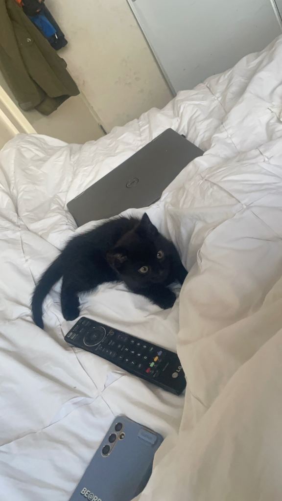 One black male kitten-pending collection