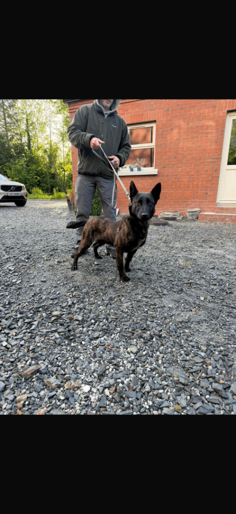 Dutch Shepherd