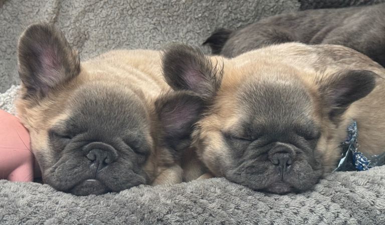 🐾💕 TWO GORGEOUS FLUFFY FRENCH BULLDOGS 💕🐾